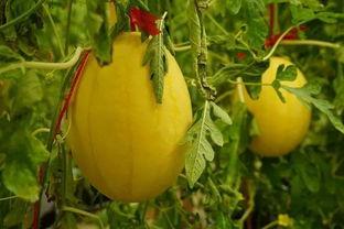 锦州吃瓜群,揭秘网络社交的“瓜田”盛景