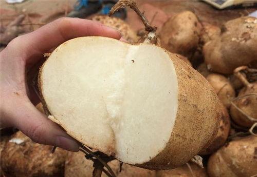 宝宝吃土瓜,揭秘营养与安全的双重挑战