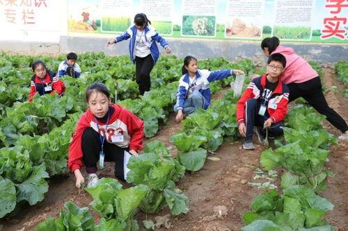 邹平青阳吃瓜,一场吃瓜盛宴背后的故事