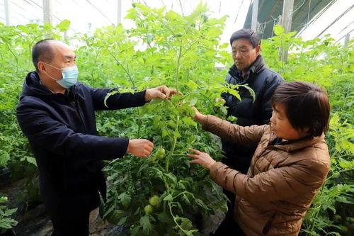 邹平青阳吃瓜,一场吃瓜盛宴背后的故事