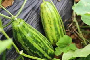 在线吃瓜的瓜是什么意思,从“在线吃瓜”到“瓜”的演变与内涵