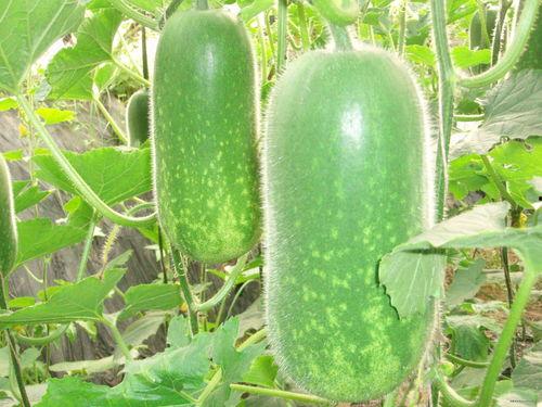 吃蚕瓜视频大全,视频大全带你领略各式美味蚕瓜佳肴