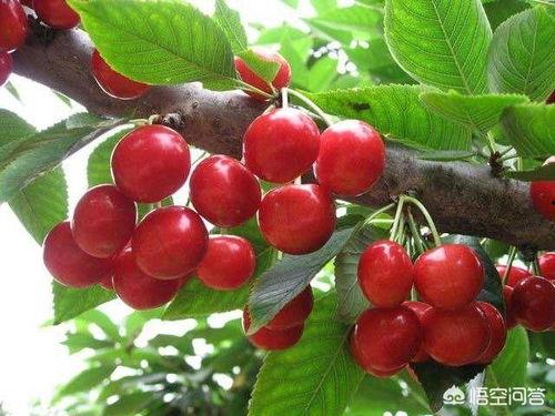 吃瓜樱桃,揭秘夏日消暑新宠