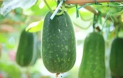 吃堇瓜,传统与创新交融的味蕾盛宴