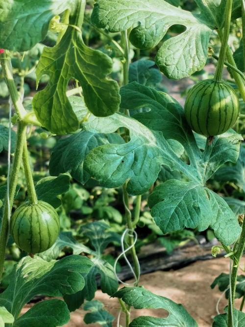 吃堇瓜,传统与创新交融的味蕾盛宴