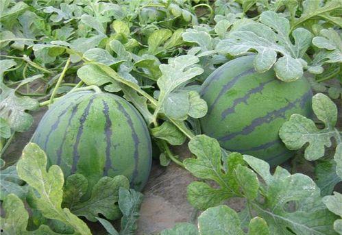 对照在大院吃瓜,一场别开生面的夏日盛宴