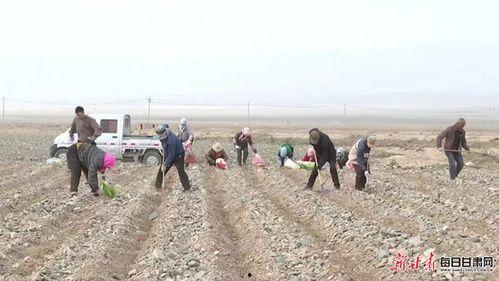 老人可以吃籽瓜吗,老人适宜食用籽瓜的养生之道